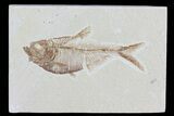 Diplomystus Fossil Fish - Wyoming #81434-1